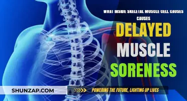 Unraveling Delayed Muscle Soreness: Skeletal Muscle Cell Mechanisms Explained