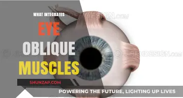 Eye Oblique Muscles: The Brain's Integration