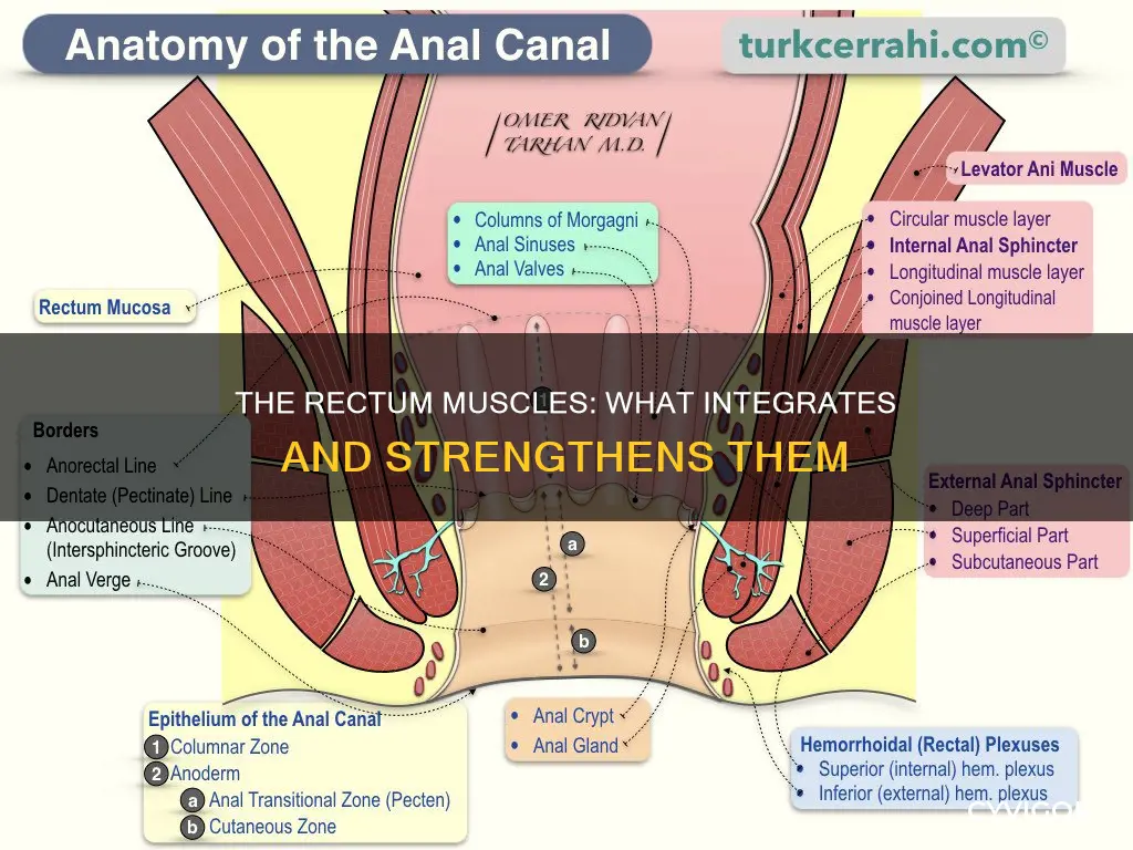 what integrates the rectum muscles