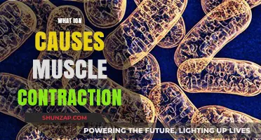 Calcium Ions: The Key Triggers Behind Muscle Contraction Explained