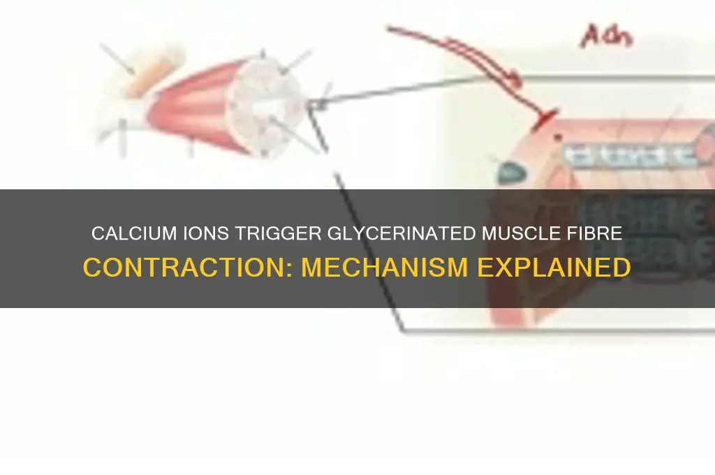 what ions cause glycerinated muscle fibre contraction