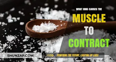 Calcium and Sodium Ions: Key Triggers for Muscle Contraction Explained