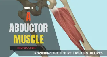 Understanding Abductor Muscles: Their Function and Role in the Body