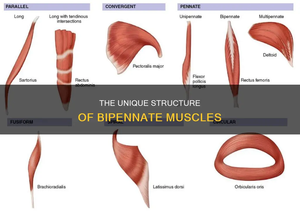 what is a bipennate muscle