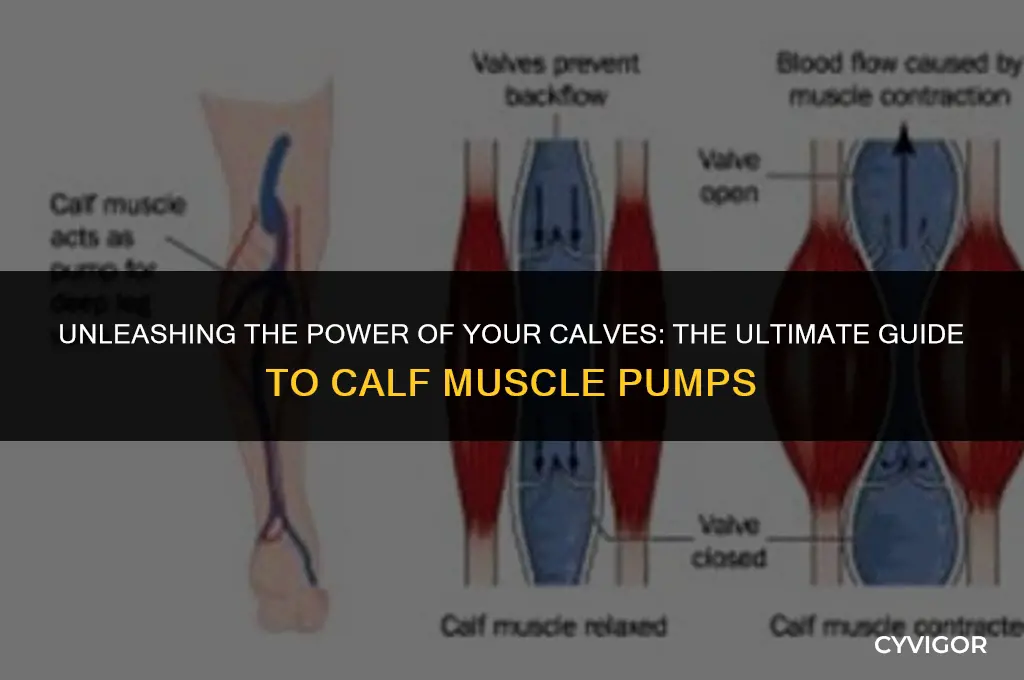 what is a calf muscle pump