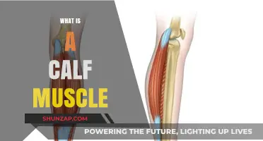 Understanding the Calf Muscle: Anatomy, Function, and Common Injuries