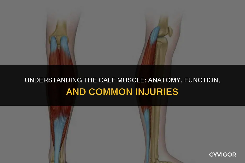 what is a calf muscle