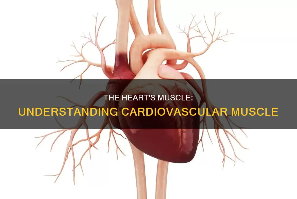 what is a cardiovascular muscle