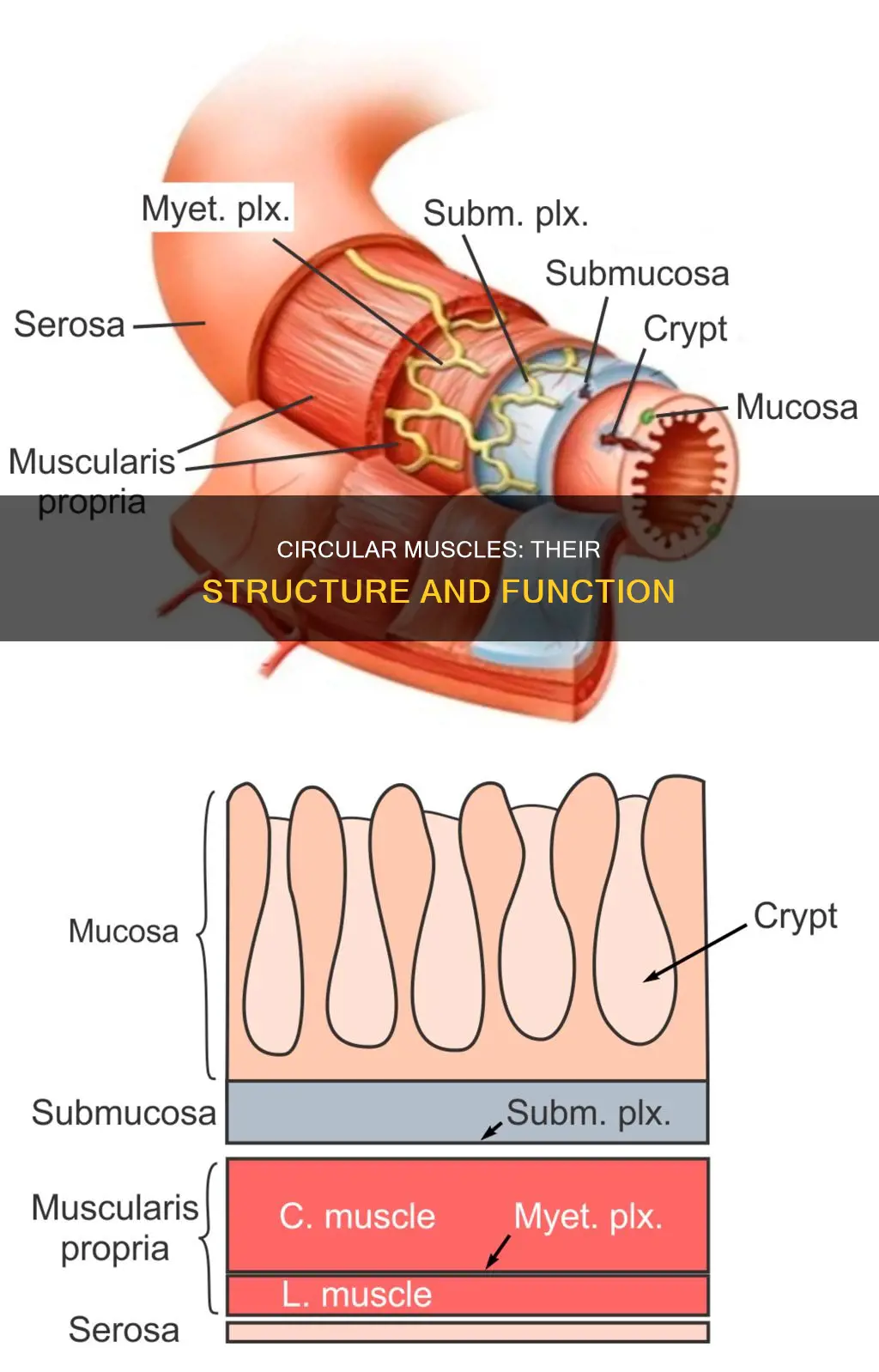 what is a circular muscle