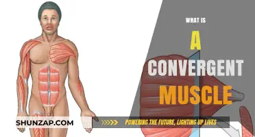 Convergent Muscles: How They Work and Why They Matter