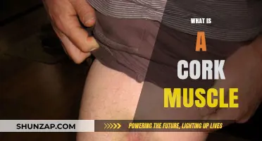 The Cork Muscle Mystery: What's the Deal?