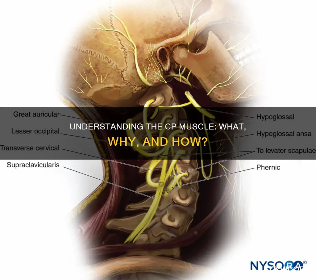 what is a cp muscle