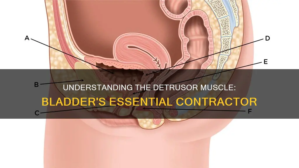 what is a detrusor muscle