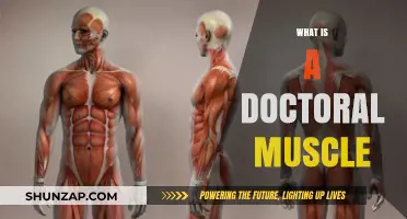 The Ultimate Guide to Doctoral Muscle