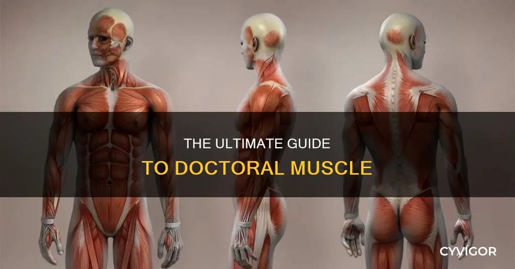 what is a doctoral muscle