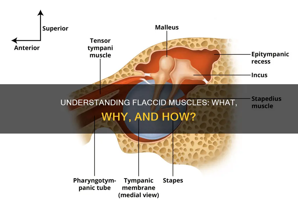 what is a flaccid muscle