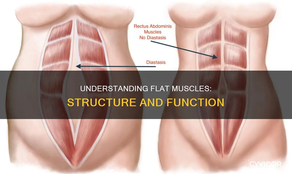 what is a flat muscle