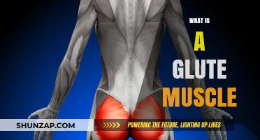 Glute Muscles: What Are They and Why Train Them?