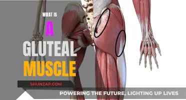 Gluteal Muscles: Understanding Their Function and Anatomy