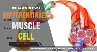 Exploring Effective Controls for Differentiated Muscle Cells: A Comprehensive Guide