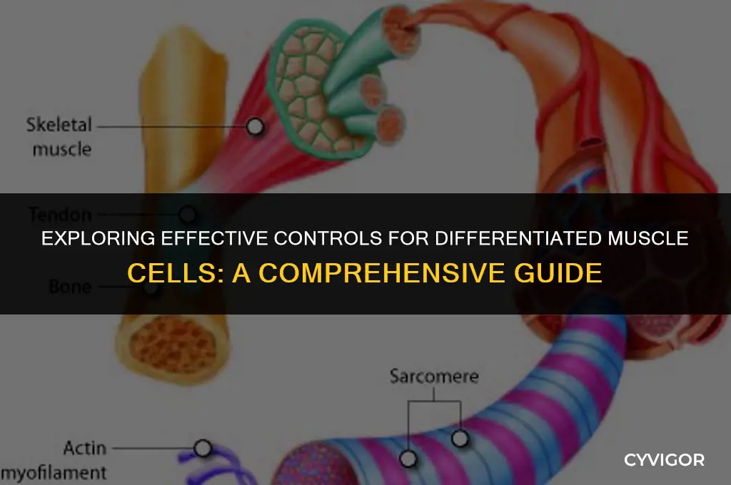 what is a good control for differentiated muscle cell