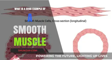 Exploring the Fascinating World of Smooth Muscles: A Comprehensive Guide