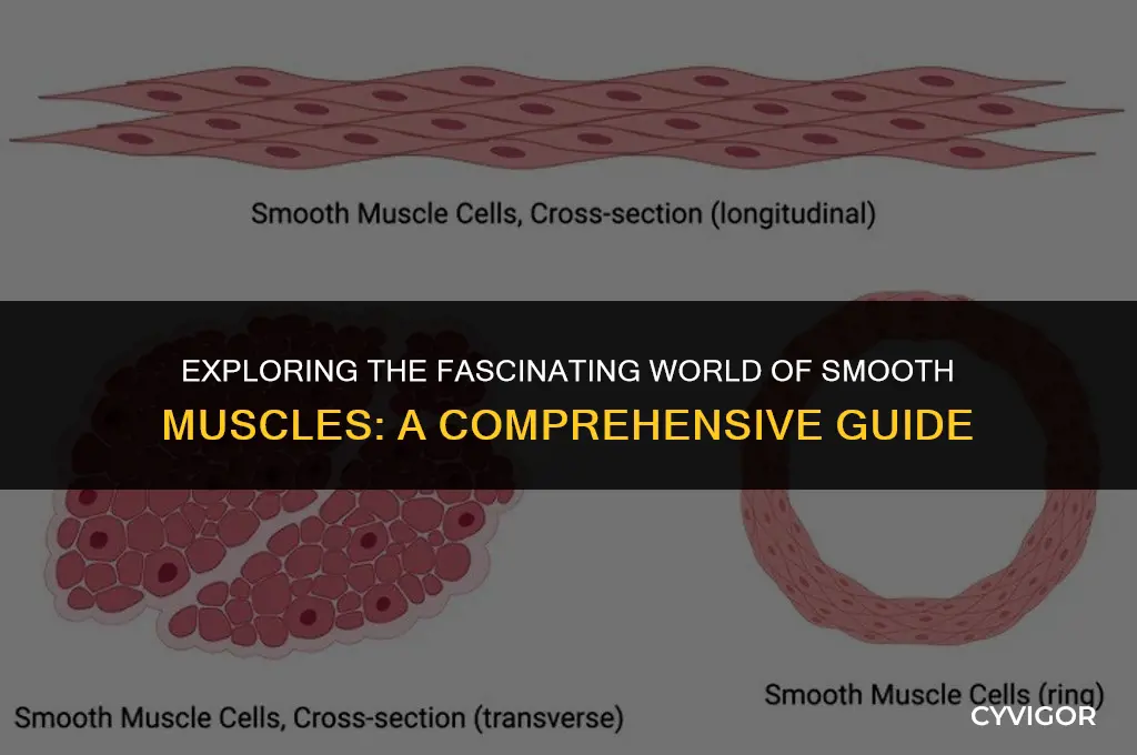 what is a good example of a smooth muscle