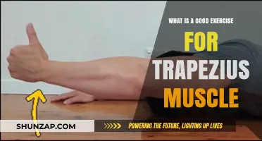 Strengthen Your Trapezius: Effective Exercises for Upper Back Health