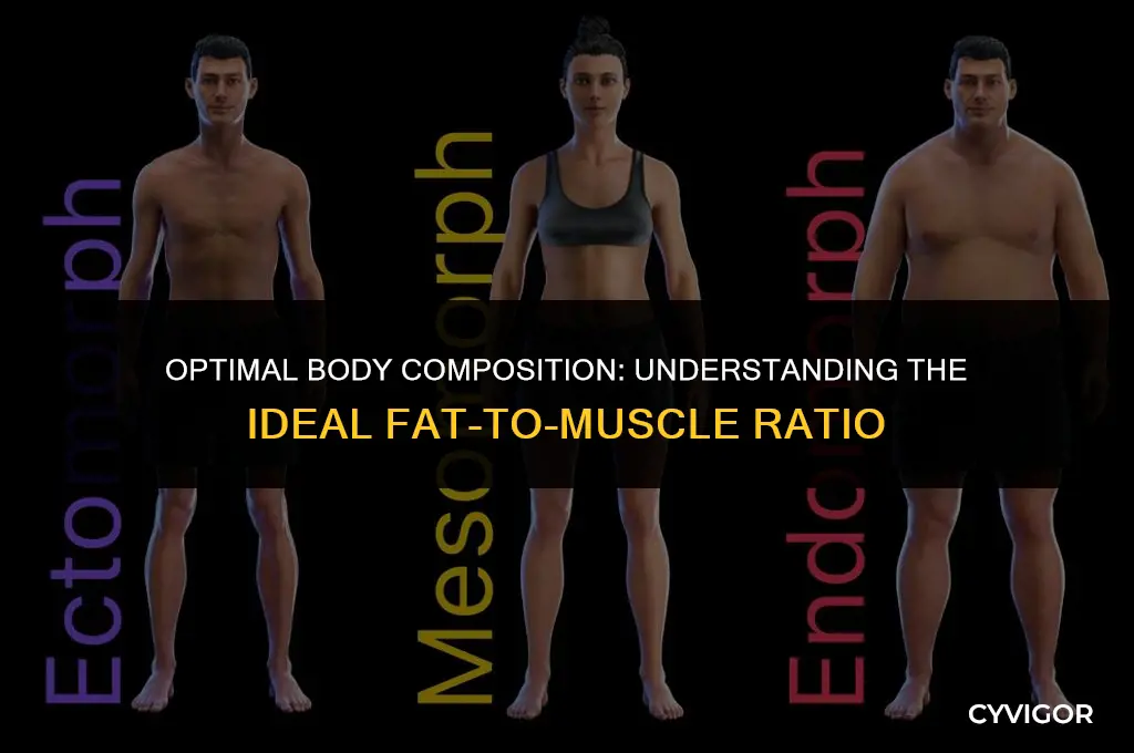 what is a good fat muscle ratio