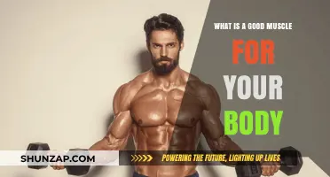 Building Strength: The Ultimate Guide to Choosing the Right Muscle for Your Body