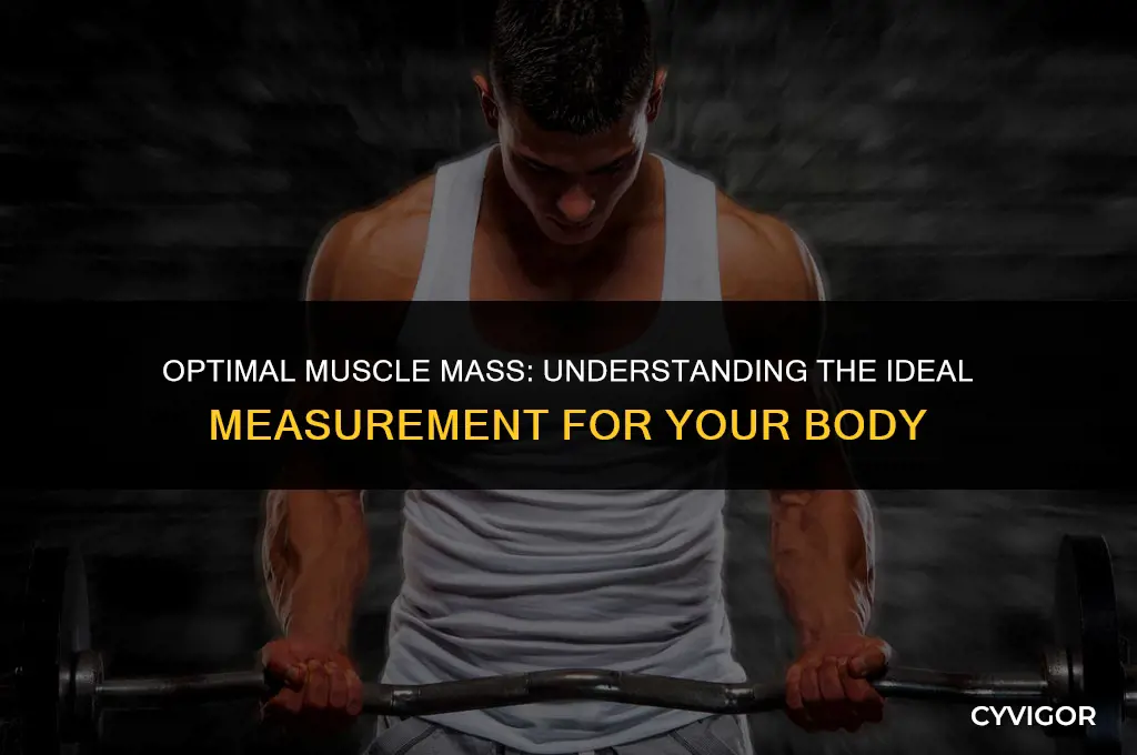 what is a good muscle mass measurement
