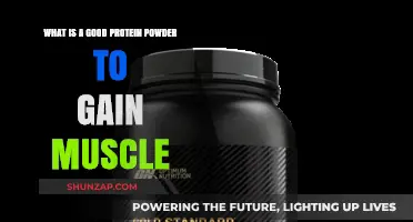 Best Protein Powders for Muscle Gain: Top Picks and Tips