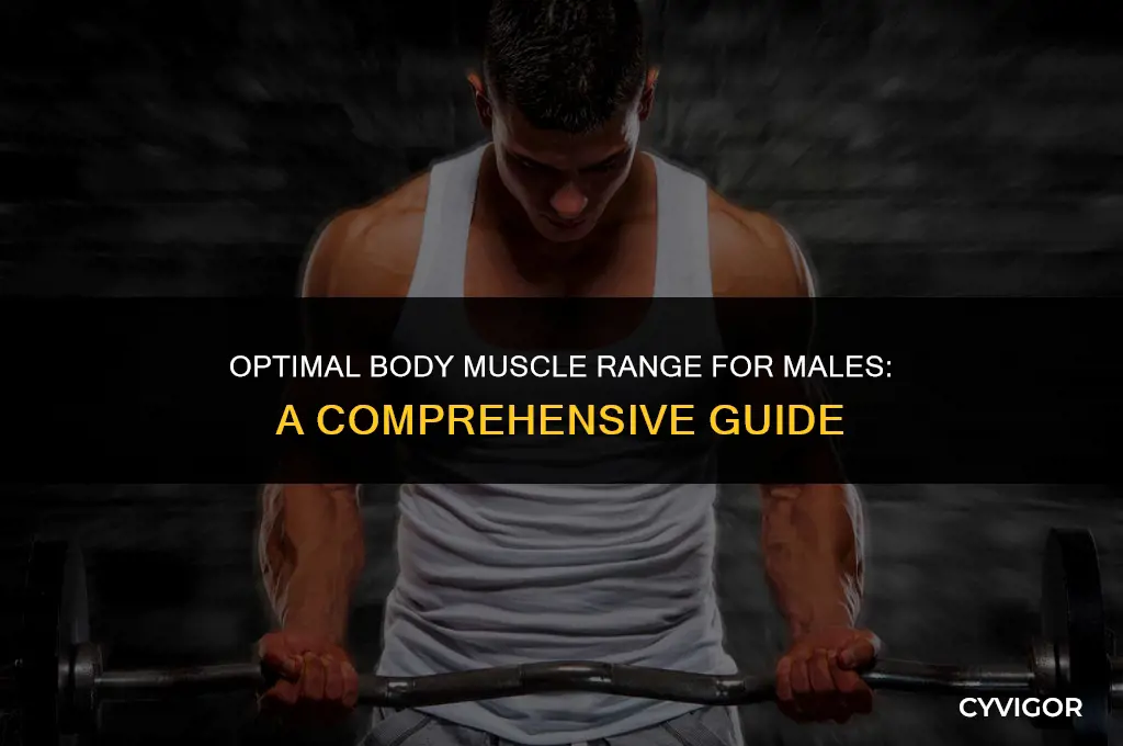 what is a good range body muscle males