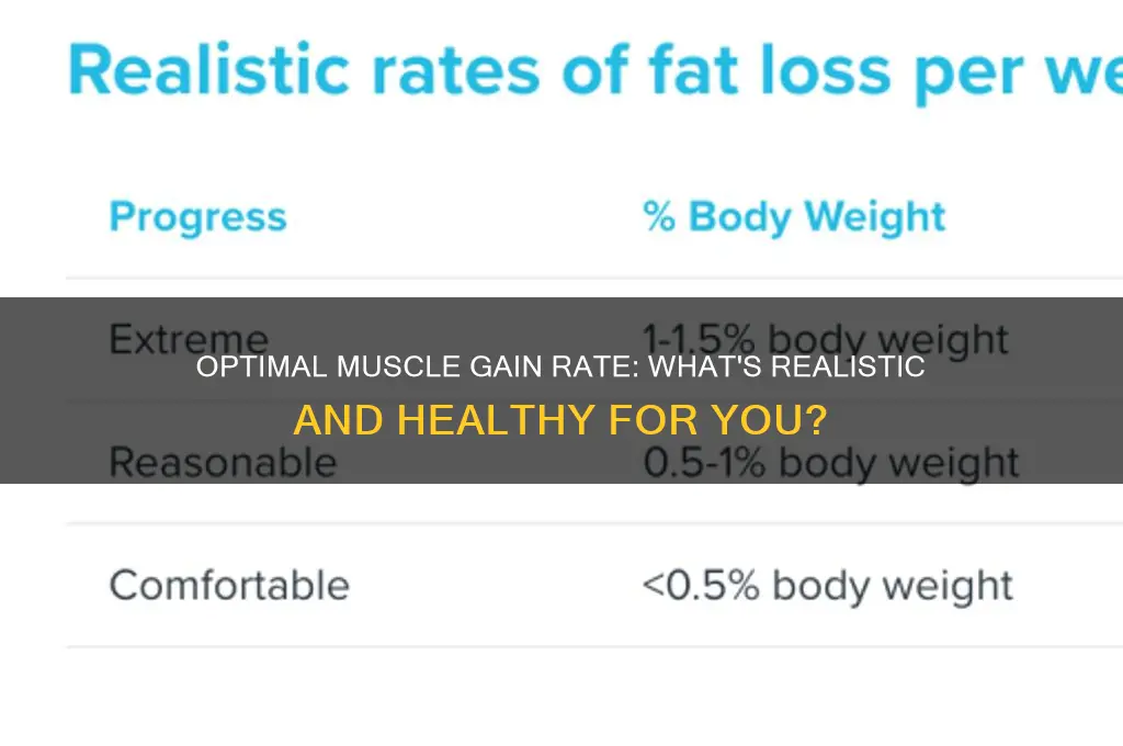 what is a good rate of muscle gain