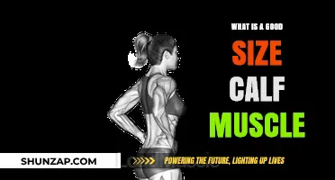 Optimal Calf Muscle Size: A Comprehensive Guide for Fitness Enthusiasts