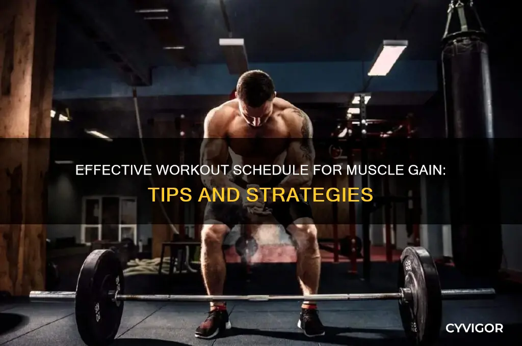 what is a good workout schedule to gain muscle