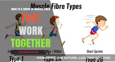 Understanding Muscle Fiber Groups: How They Collaborate for Movement
