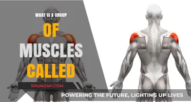 Understanding Muscle Groups: What is a Group of Muscles Called?