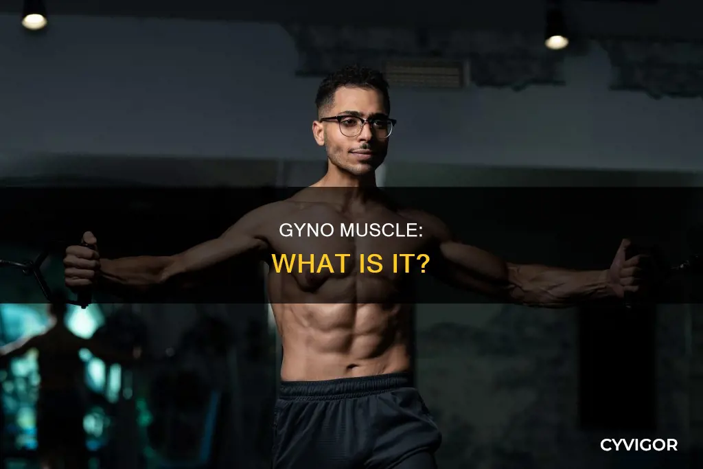 what is a gyno muscle