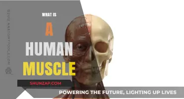 The Muscular System: Understanding Human Muscles
