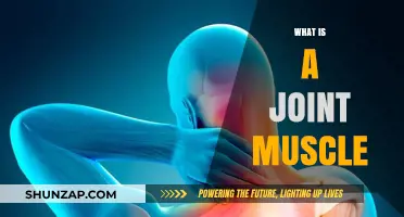 Understanding the Function of Joint Muscles