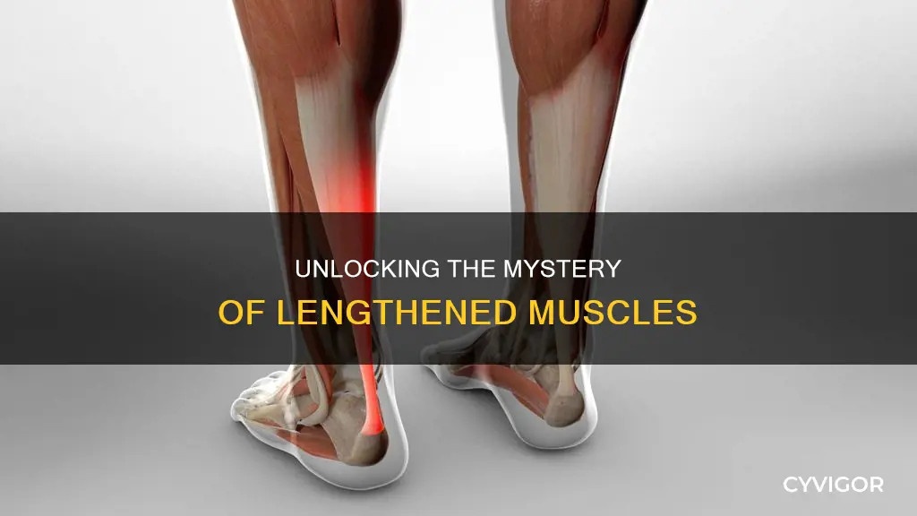 what is a lengthened muscle