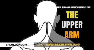 Understanding the Upper Arm's Primary Abductor Muscle: A Comprehensive Guide