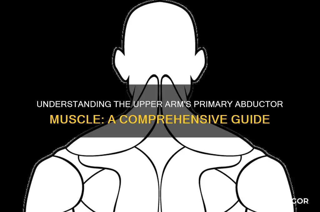 what is a major abductor muscle of the upper arm
