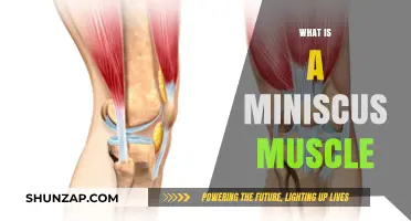 The Miniscus Muscle: A Small but Mighty Knee Protector