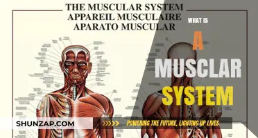 The Muscular System: Understanding Our Muscles' Complex Network