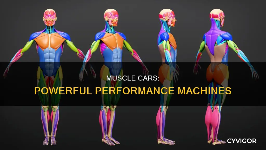 what is a muscle ca