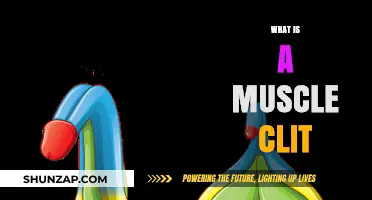 The Clitoris Muscle: What Is It?