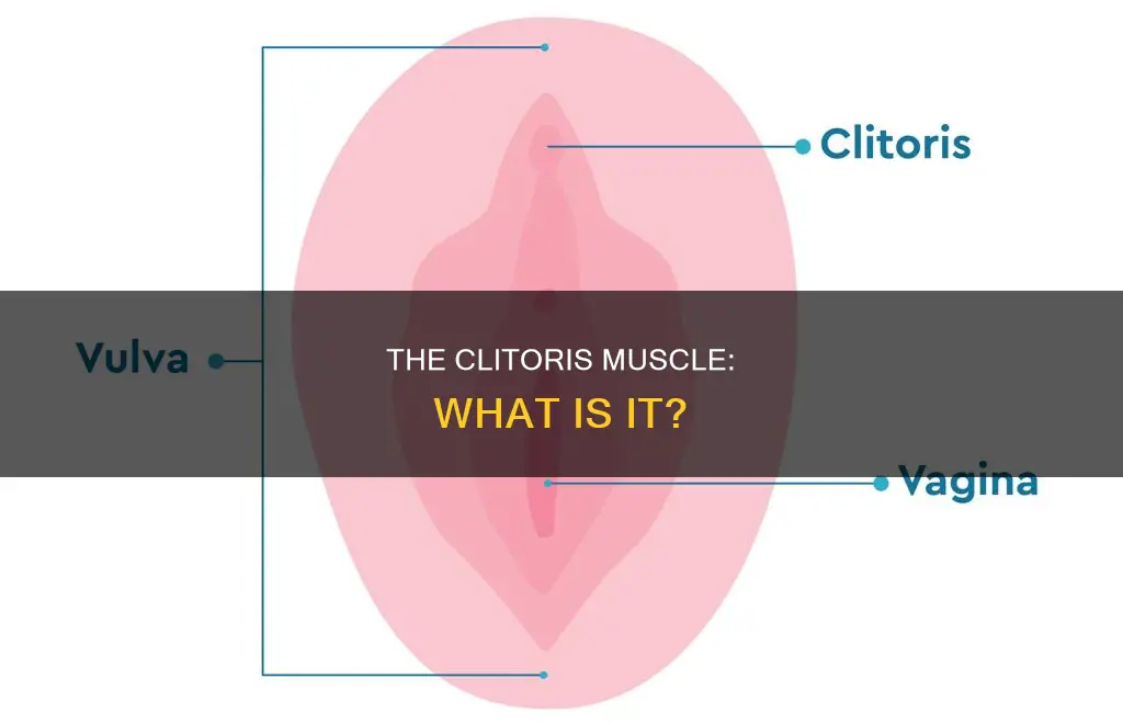 what is a muscle clit