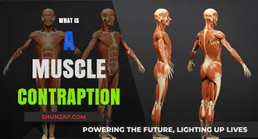 Understanding Muscle Function: Contraption Mechanics
